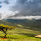 Ngorongoro Conservation Area, the Maasai always enjoy a nap under an Acacia if the weather permits